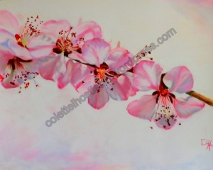 fleurs de cerisiers pastel sur pastelmat 50x70 disponible